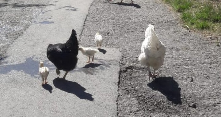 Bio Hof Hilarien Chur