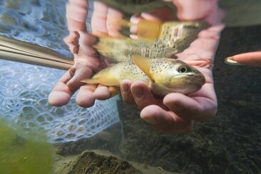 Fliegenfischen © Filip Zuan