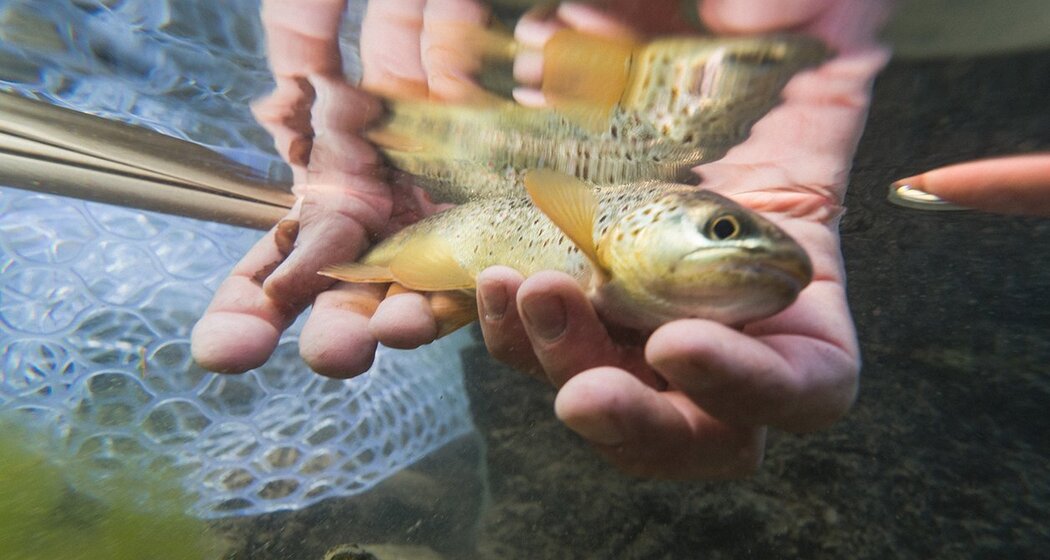 Fliegenfischen © Filip Zuan
