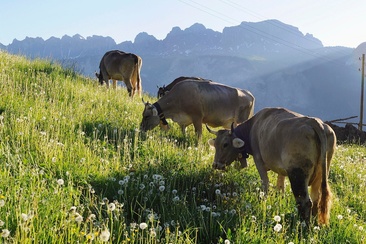 Mountain Cheese Dairy Mädris