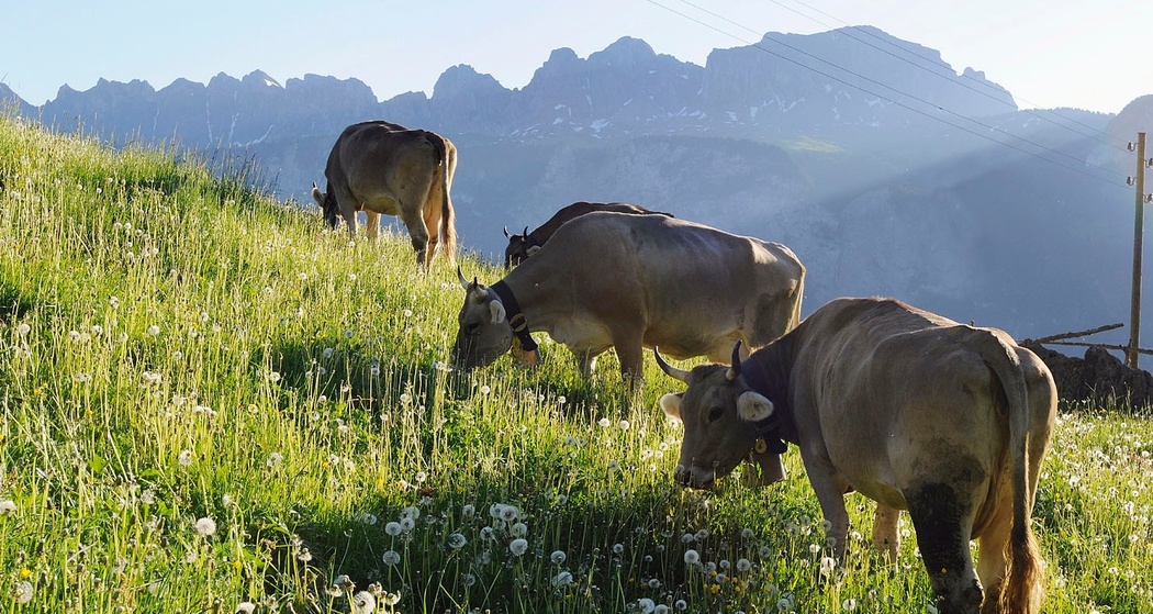 Bergkäserei Mädris