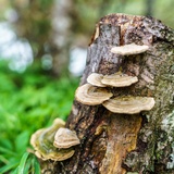 Natürliche, bergbachtypische Vegetationsgesellschaften