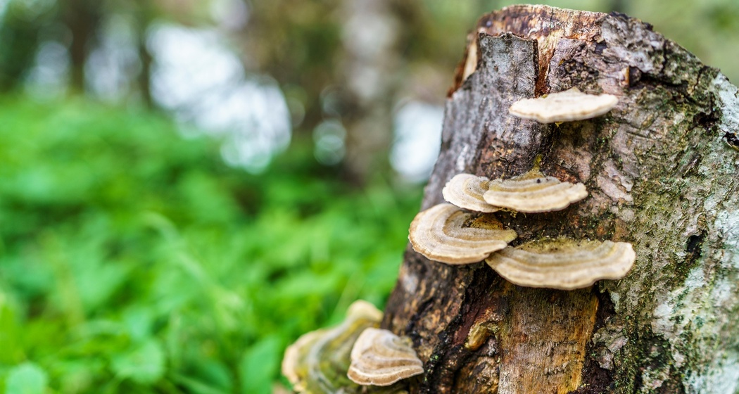 Natürliche, bergbachtypische Vegetationsgesellschaften
