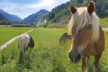 Pferde, Sun Ranch in Rueun