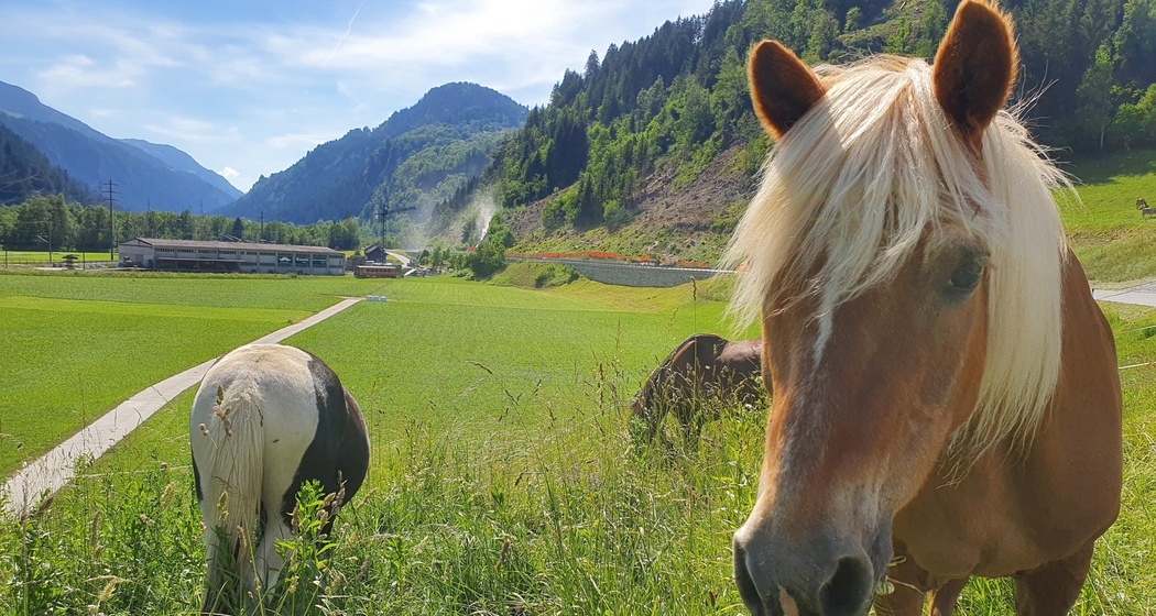 Pferde, Sun Ranch in Rueun