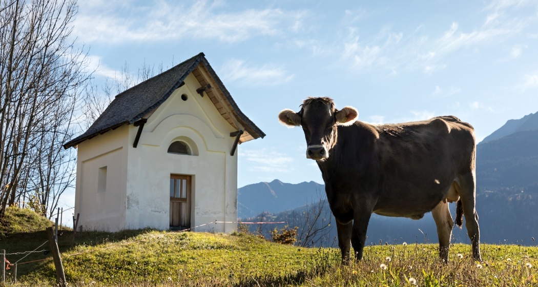 Kapelle St. Valentin in Ruschein mit eine Kuh im Vordergrund