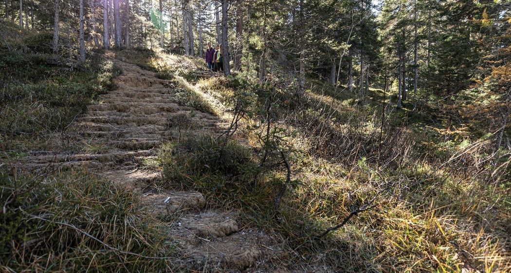 Quelltuff San Jon Dadaint