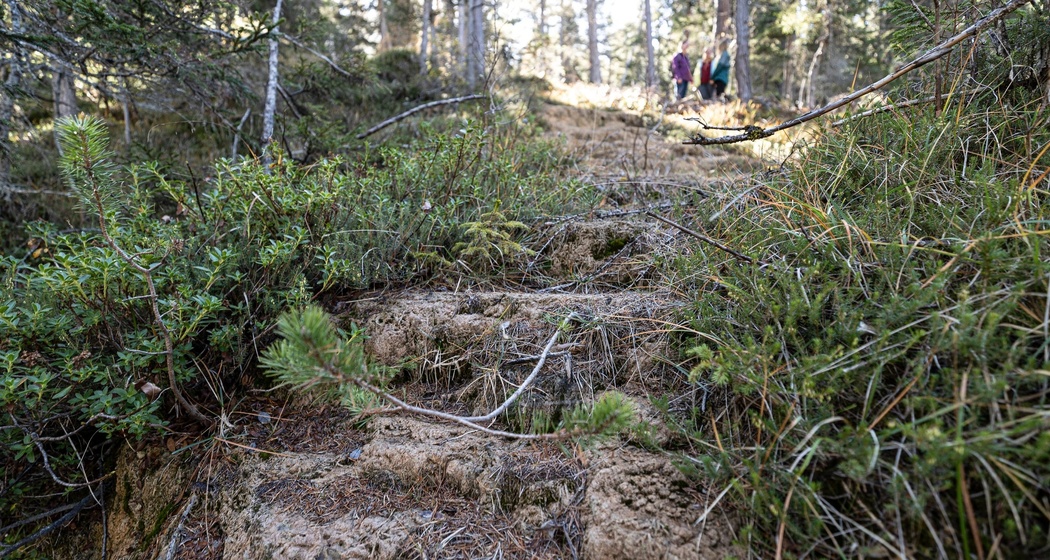 Quelltuff San Jon Dadaint