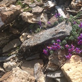 Etappe 3: Kalkliebendes Alpen-Leinkraut Val Curtegns