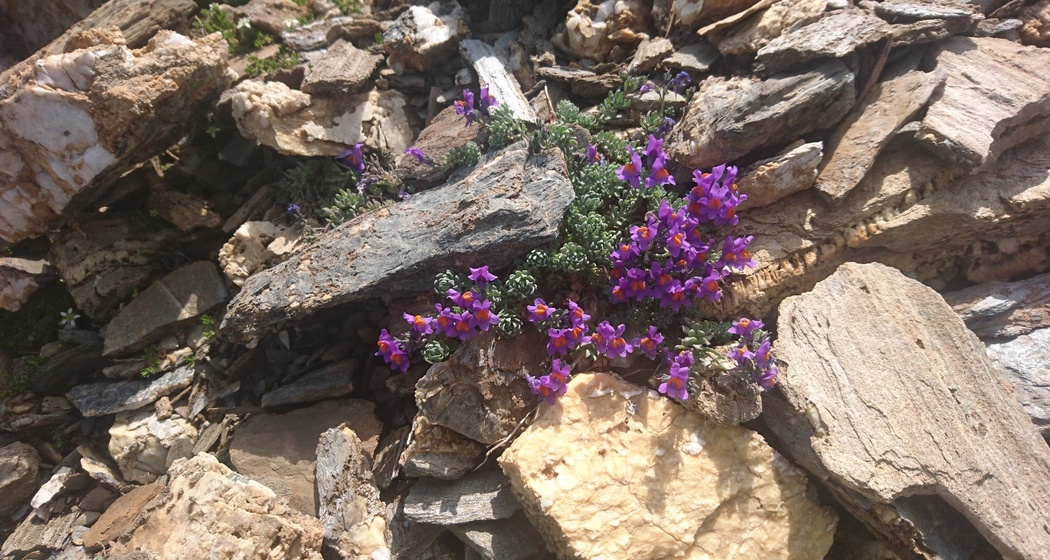 Etappe 3: Kalkliebendes Alpen-Leinkraut Val Curtegns