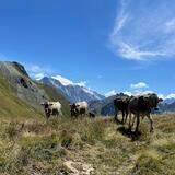 Etappe 5: Alp Cavreccia Settimo