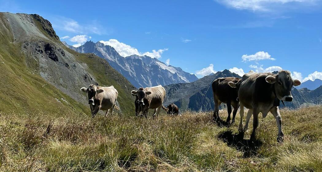 Etappe 5: Alp Cavreccia Settimo