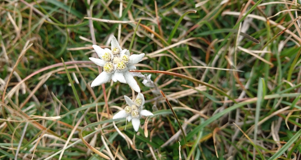 Etappe 9: Edelweiss im Aufstieg zu den Laiets