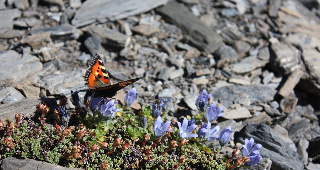 Etappe 12: Kleiner Fuchs auf Mont Cenis-Glockenblume