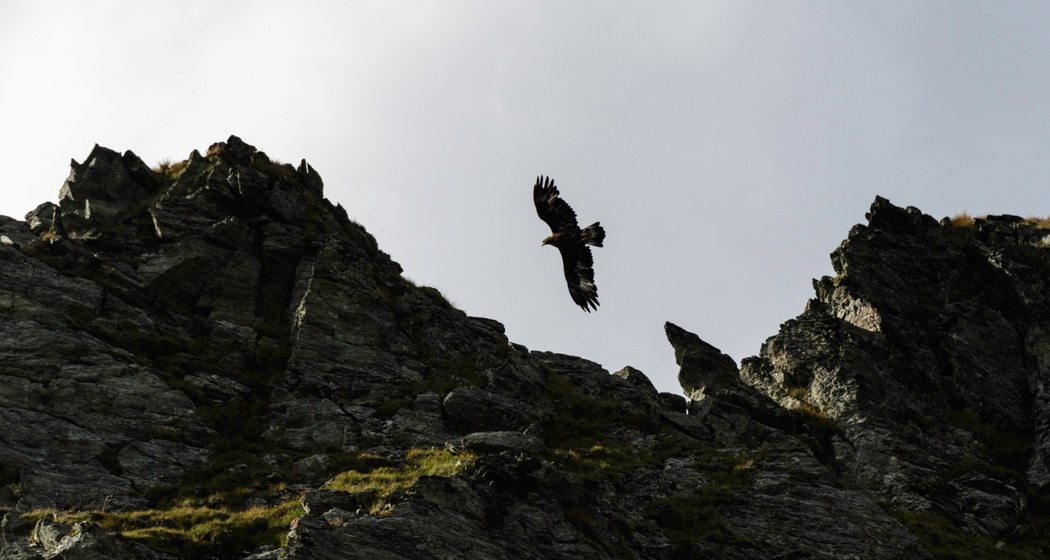 Steinadler über der Forcellina