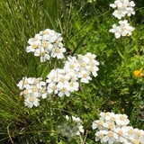 Iva - Achillea moschata - Achillea moschata muschiata