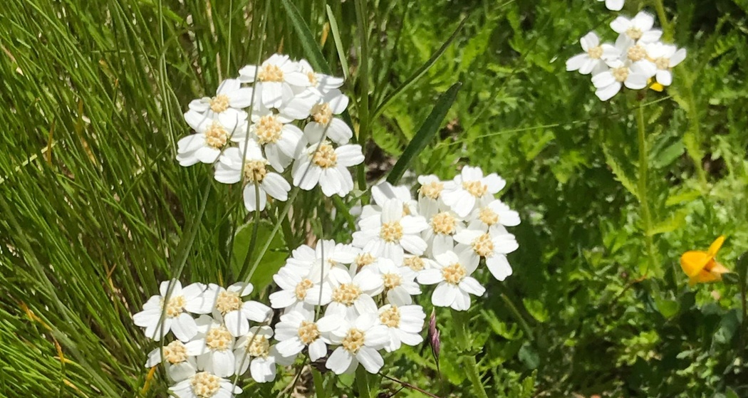Iva - Achillea Moschata - Moschus Schafgarbe