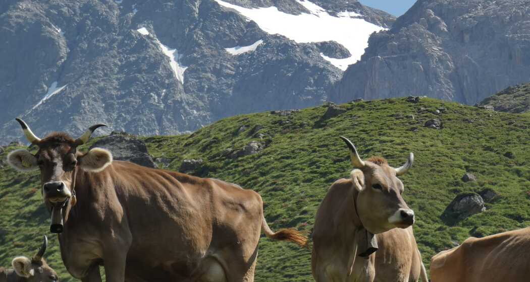 Milchkühe der Alp d'Err