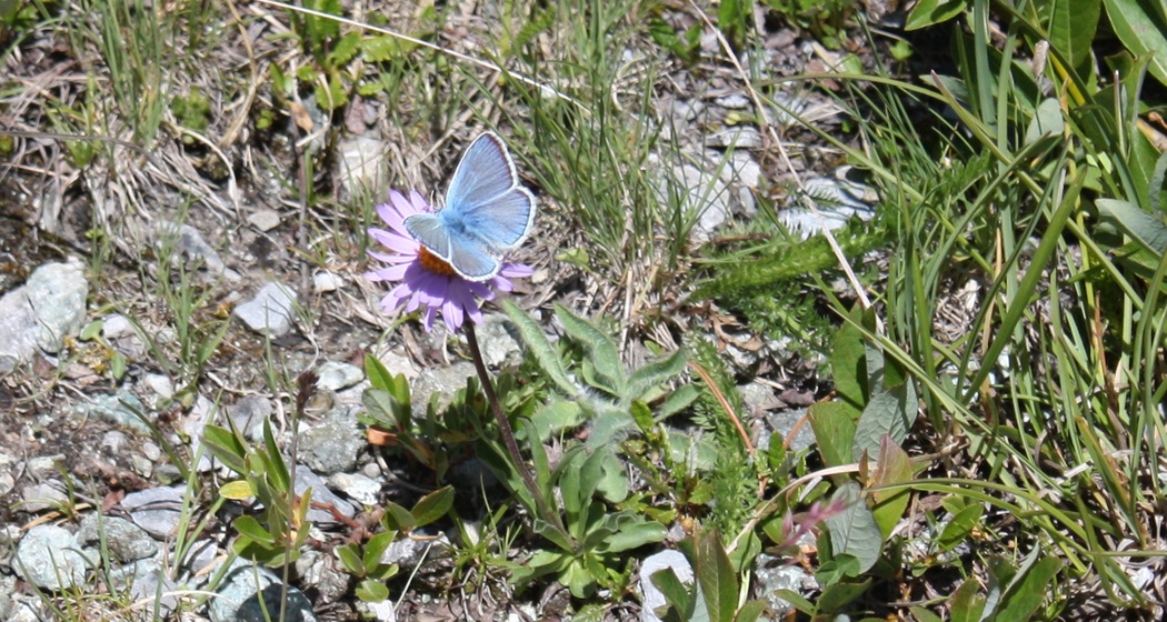 Bläuling auf Alpenaster