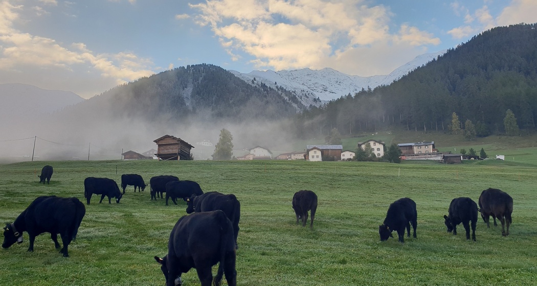 Etappe 16: Jenisberger Heimweiden
