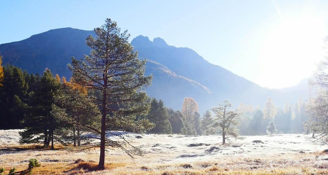 Stazerwald (oua_77219910_image)