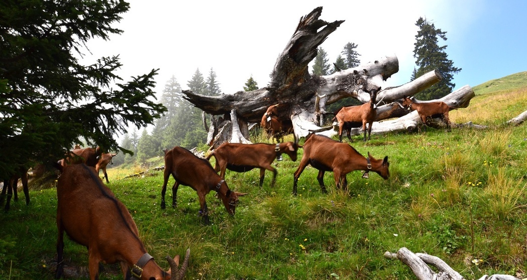 Gämsfarbige Gebirgsziegen