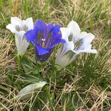 Blauer und weisse Enziane