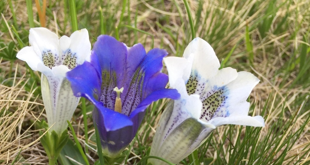 Blauer und weisse Enziane