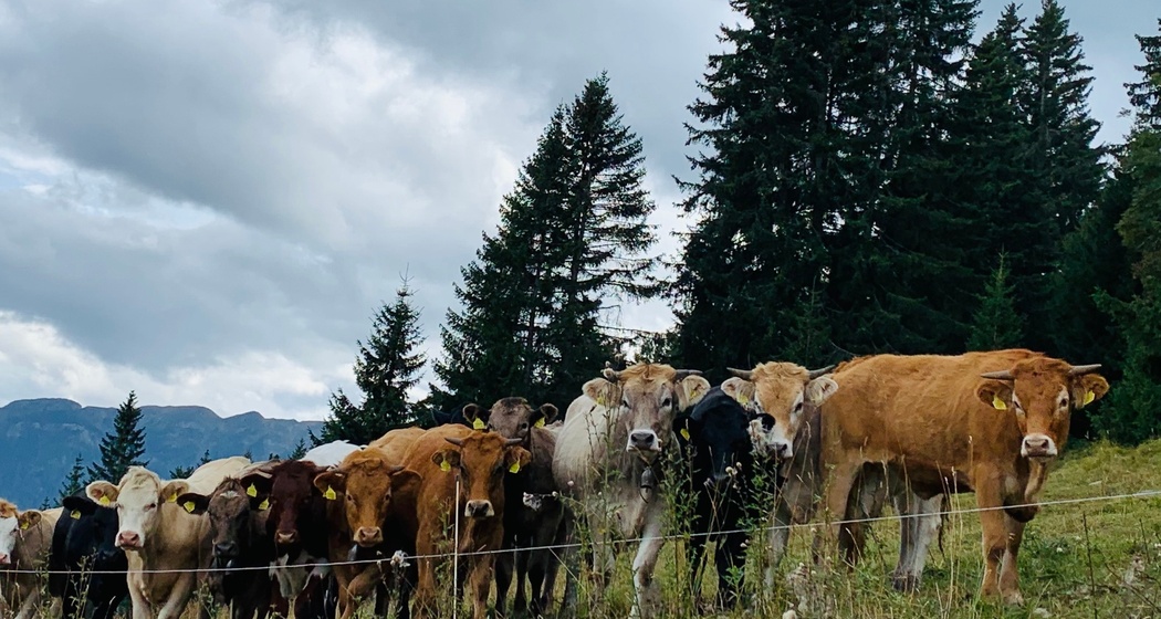 Kühe vom Bauernhof Kunfermann Präz