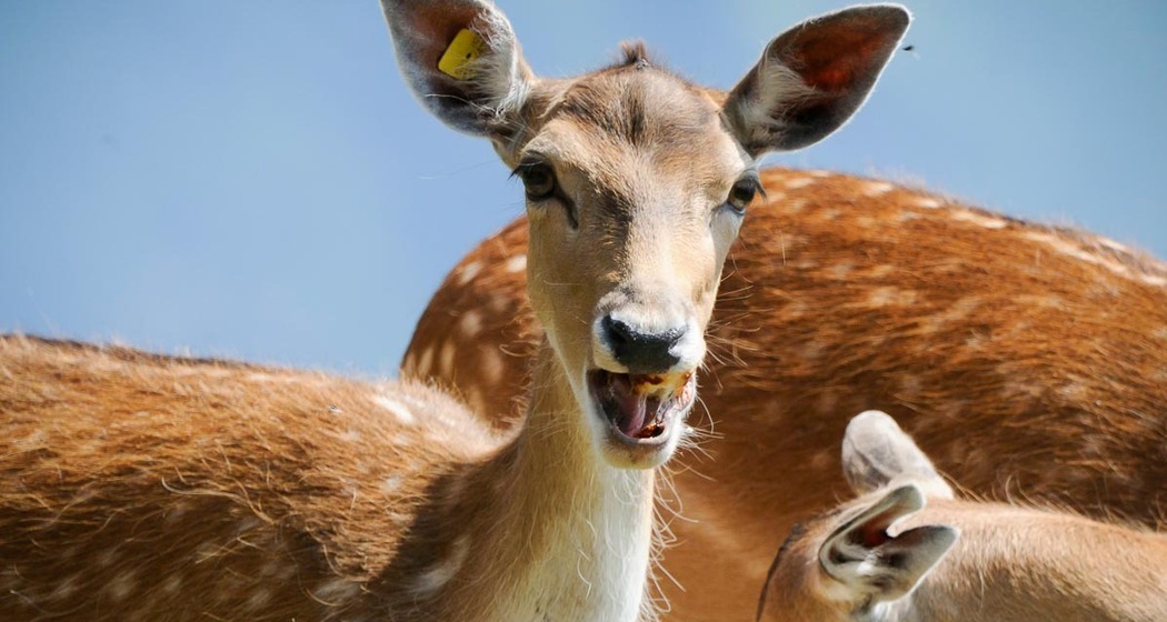 Damhirsche vom Bauernhof Kunfermann Präz