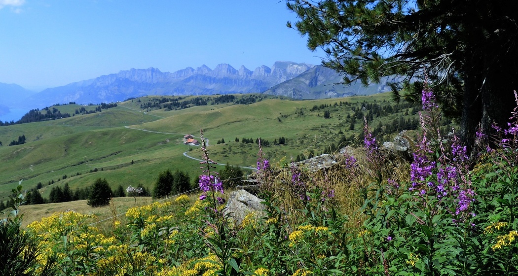Aussicht auf die Palfrieser Hochebene mit den Churfirsten im Hintergrund