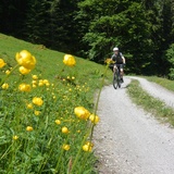 Genussvolle Forststrasse