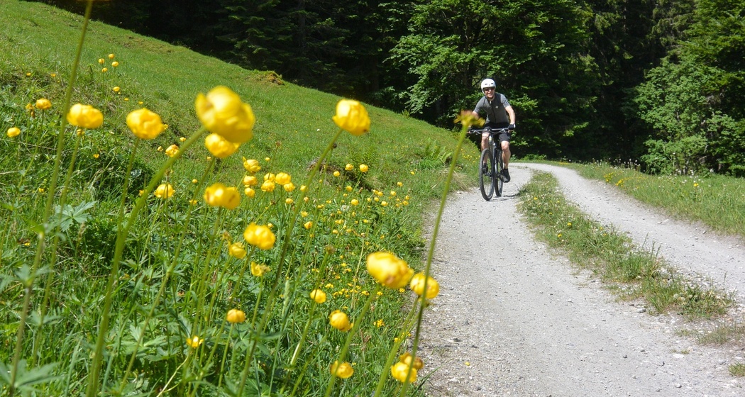 Genussvolle Forststrasse