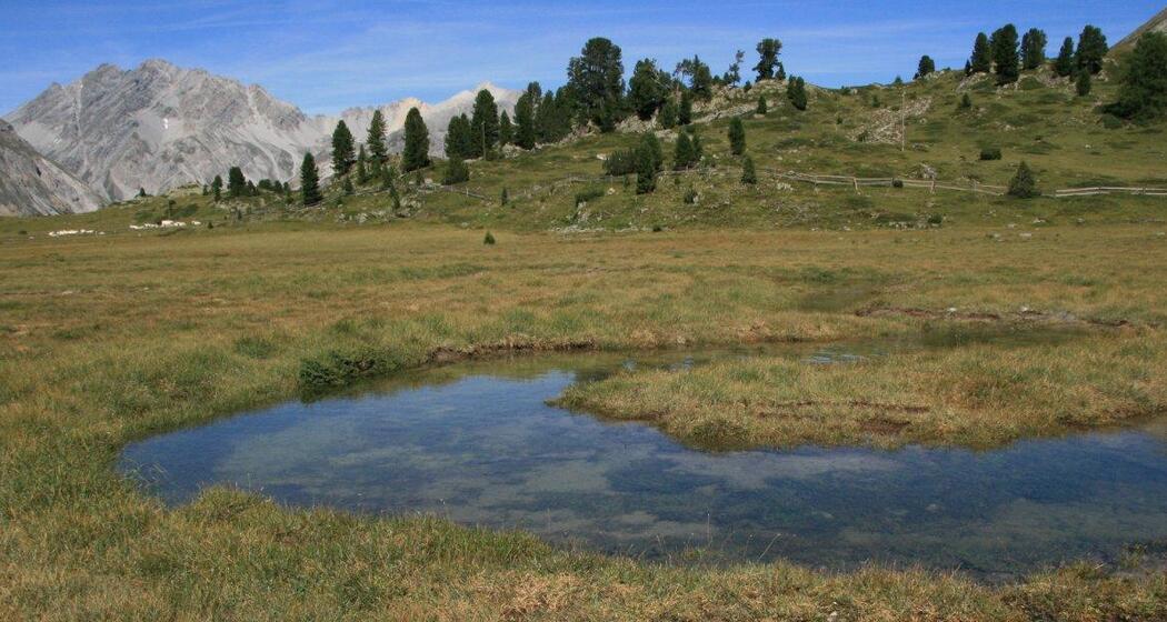 Flachmoor Jufplaun (oua_78854167_image)