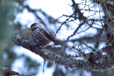 Nature in the National Park (oua_78855046_image)