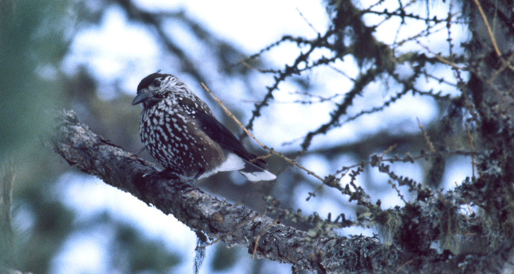 Wildnisgebiet Nationalpark (oua_78855046_image)