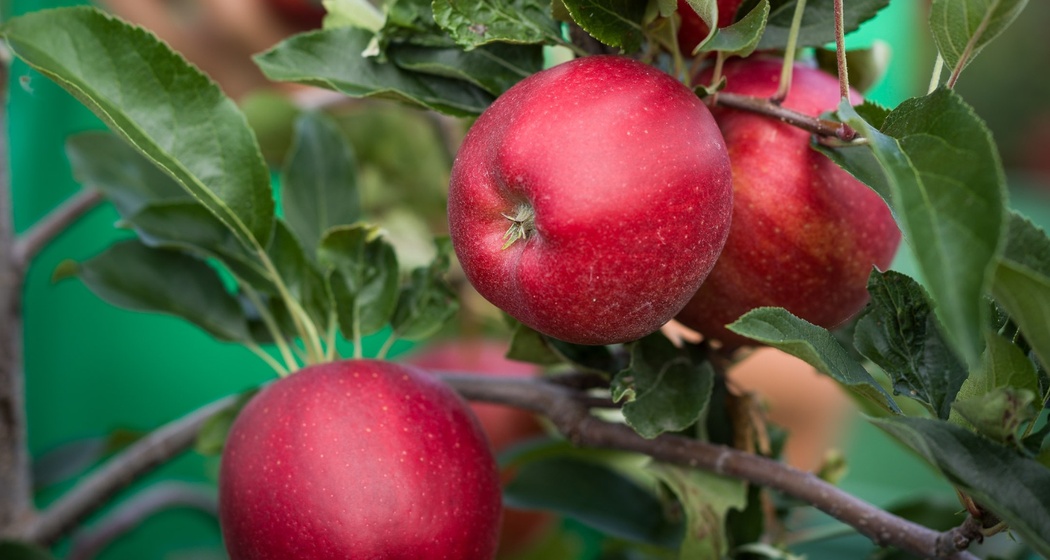 Wölflinswil: Treier Obstbau (oua_78855059_image)
