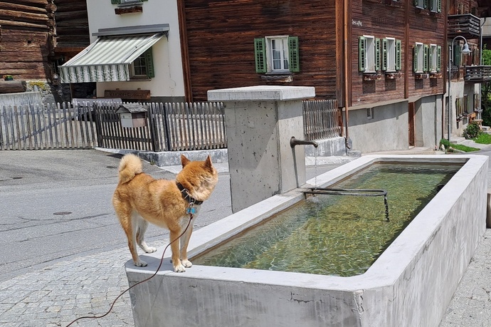 Wasserbrunnen Vitg Pign Flims Dorf (oua_79181788_image)