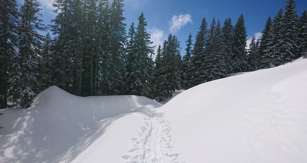 Signalisierter Schneeschuh-Trail: Ladir (oua_79534371_image)