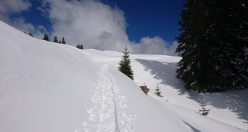 Signalisierter Schneeschuh-Trail: Ladir (oua_79534372_image)