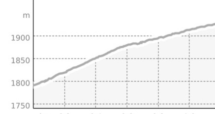 Fine Stone Pine (oua_807601535_10e2116_profile)