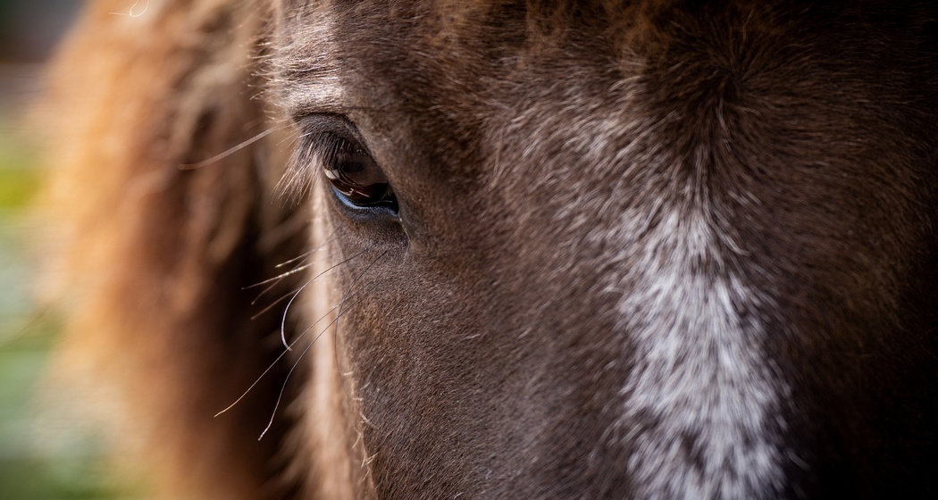 Auf Isländern durch Splügen