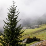 Gadastatt - Moos - Leis - Vals (oua_82026951_image)