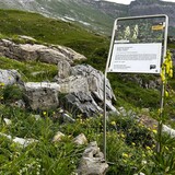 Sardona Mountain Flower Trail (oua_82292284_image)