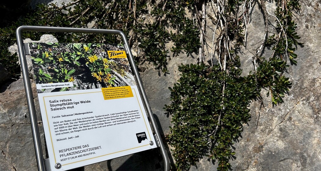 Sardona Bergblumen Pfad (oua_82292286_image)