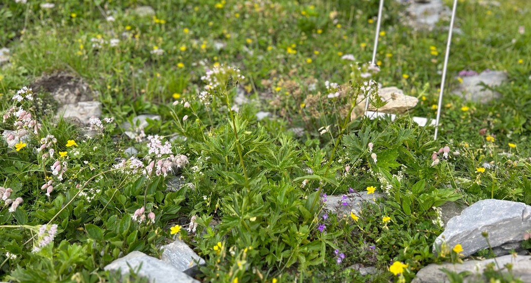 Sardona Bergblumen Pfad (oua_82292288_image)