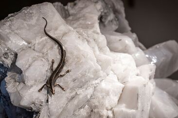 Eidechse auf dem Stern der vier Winde