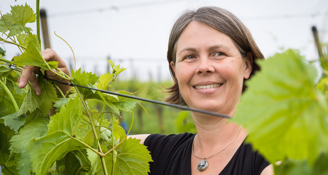 Villigen: Weingut Schödler (oua_85323151_image)