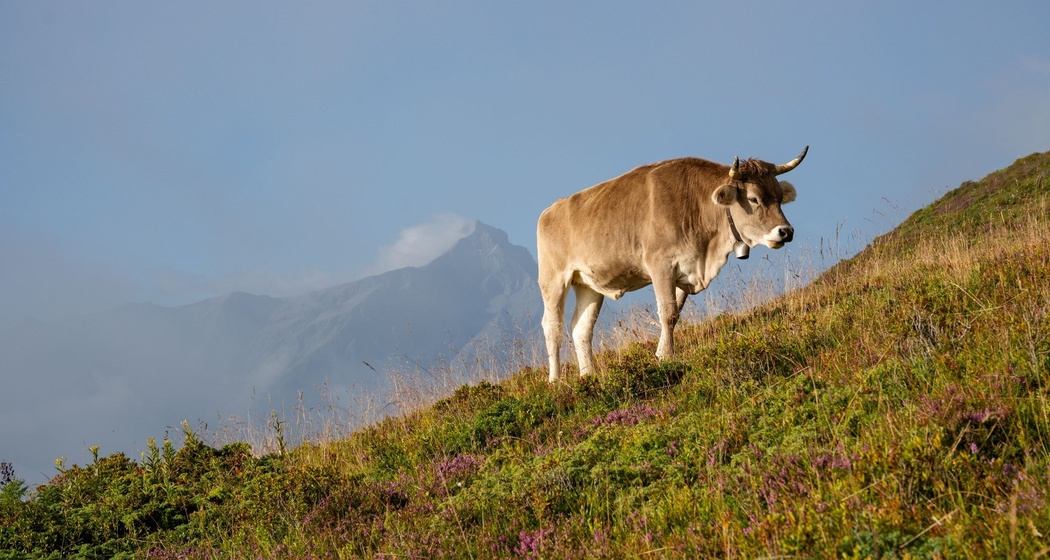 Eine Kuh bei der Sarner Alp