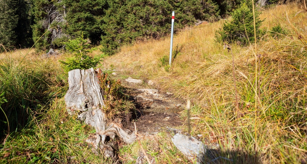 Alp Dadens (Segment) (oua_86013872_image)